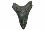 Serrated, Fossil Megalodon Tooth - South Carolina #306296-1